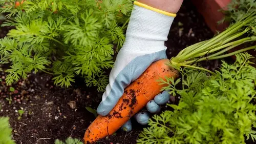 Полейте грядку перед посадкой: одна ложка на ведро воды — и морковь вырастет сладкой и сочной