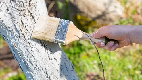 На плодовых деревьях не будет мха и лишайников: чем обработать, чтобы стволы всегда были чистыми