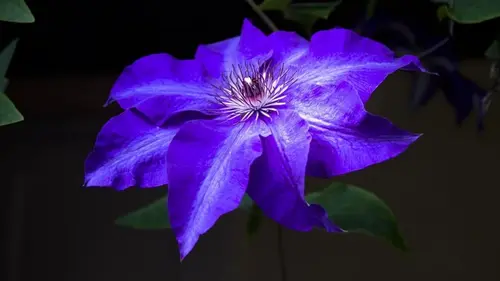 Смертельно для кошек и опасно для людей: 5 цветов, которые нельзя сажать во дворе