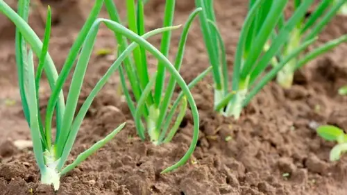 Когда сеять лук чернушку, как вырастить репчатый лук из семян за один сезон