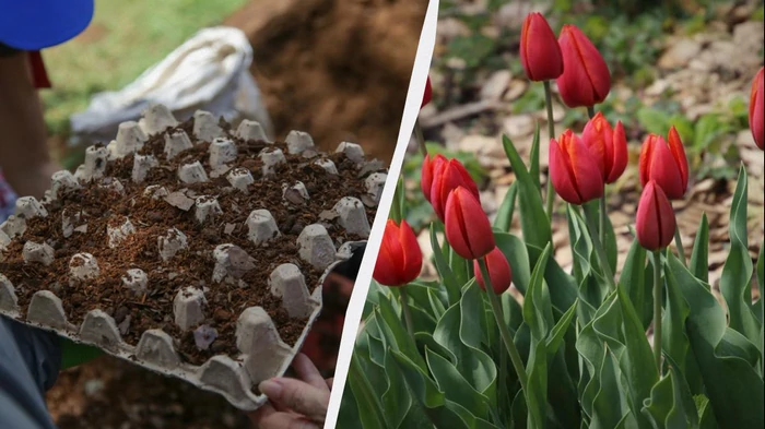 Мудрые цветоводы посадили тюльпаны в яичные лотки: клумба выглядит потрясающе
