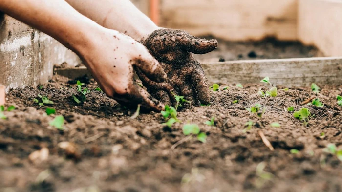 Сделайте это с почвой весной — и урожай вас приятно удивит