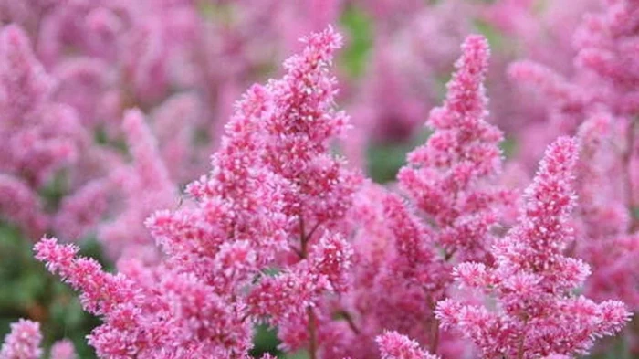 Хотите, чтобы сад выглядел шикарно без лишних хлопот: посадите этот многолетник для занятых