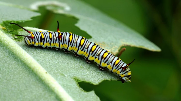 5 причин, почему у растений могут быть дырявые листья, и разумные методы исправить это