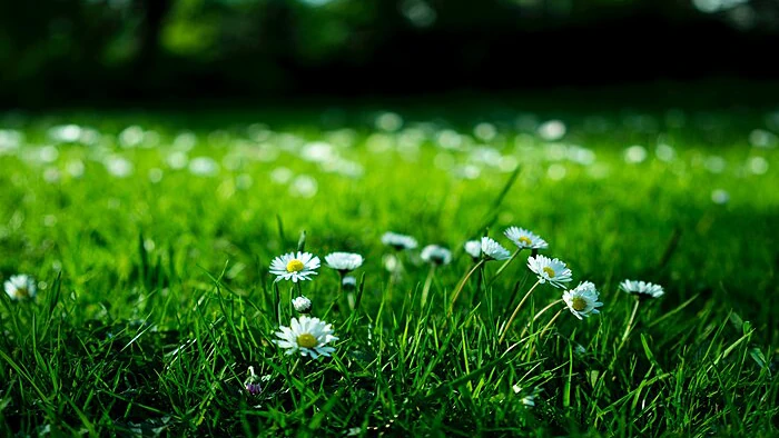 Он будет идеальным: 7 простых задач по уходу за газоном в марте