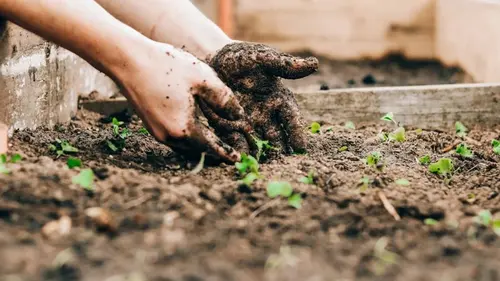 Сделайте это с почвой весной — и урожай вас приятно удивит