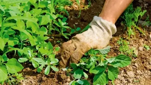 Сорняки исчезнут за ночь: приготовьте этот раствор и вечером полейте участок