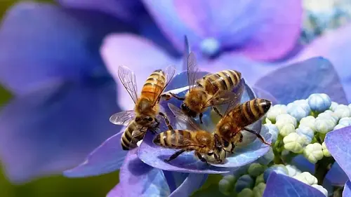 Гортензия зацветет, как никогда раньше: простой трюк для весенней подкормки