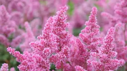 Хотите, чтобы сад выглядел шикарно без лишних хлопот: посадите этот многолетник для занятых