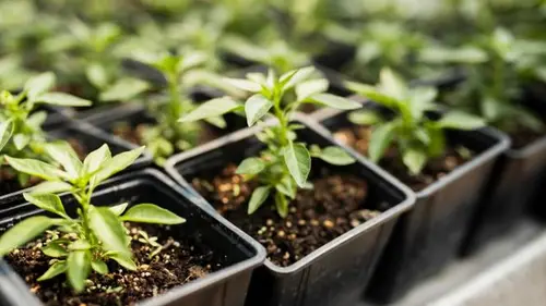 Будет расти, как на дрожжах: чем полить только что взошедшую расс...