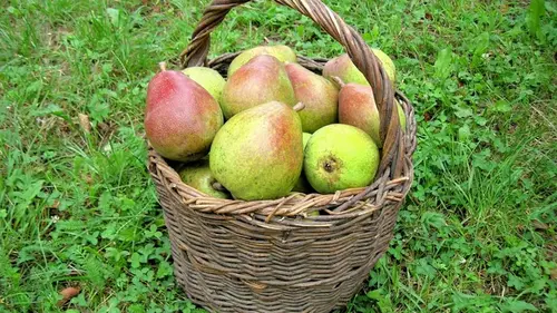 Улучшает работу кишечника и память: диетологи советуют есть этот ...