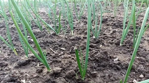 Чем подкормить озимый лук: органические методы по уходу за растен...