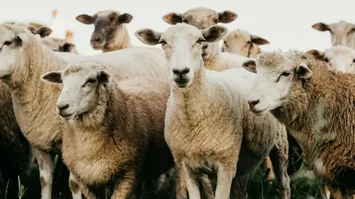 Садоводам советуют закапывать овечью шерсть в почву весной: зачем это делать