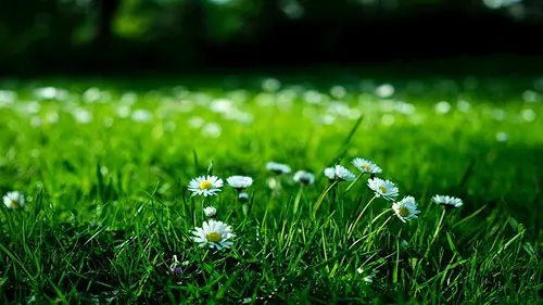 Он будет идеальным: 7 простых задач по уходу за газоном в марте