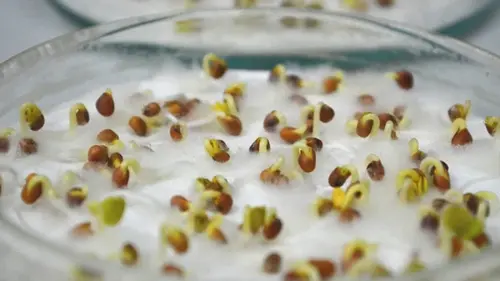 В чем замочить семена помидоров перед посадкой