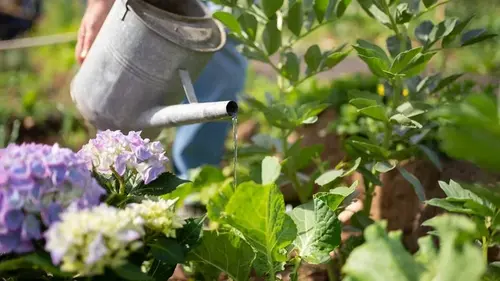 Сейте сразу после схождения снега: восемь овощей, которым не страшны весенние морозы