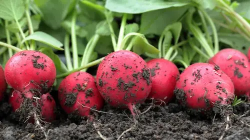 Редис вырастет большой и сладкий: полейте этим грядку после появл...