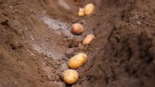 Что нужно посадить в марте: 8 овощей для щедрого летнего урожая