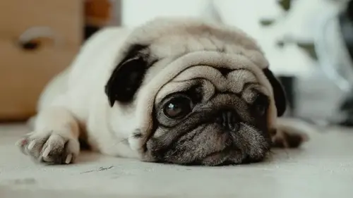 Собаки для семьи с детьми: эксперты назвали 6 наименее агрессивны...