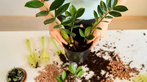 Как вырастить замиокулькас: садоводы рассказали о правилах ухода