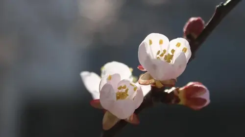 Одна ночь решит судьбу всего урожая: как уберечь абрикос от весенних заморозков