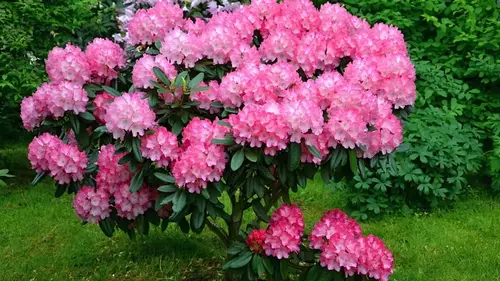 Секатор подождёт: 6 растений, которые ни в коем случае нельзя обр...