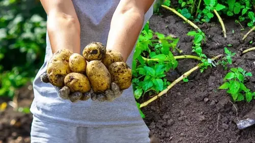 Лучшие ранние сорта картофеля, которые созревают в июне: что стои...