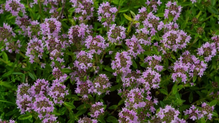 8 растений, которые заменят мульчу: как остановить сорняки и сохранить влагу в саду