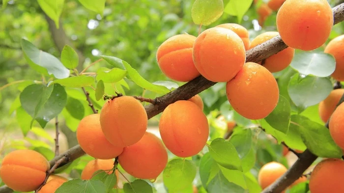 Обрезка абрикоса весной — как и когда это правильно делать