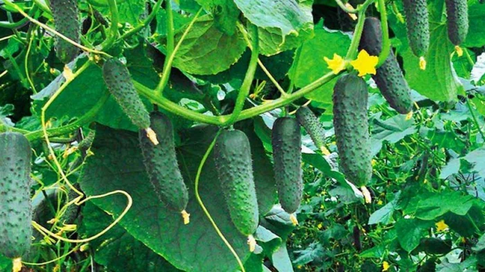 Что нужно обязательно посадить возле огурцов, чтобы защитить их от жары и вредителей