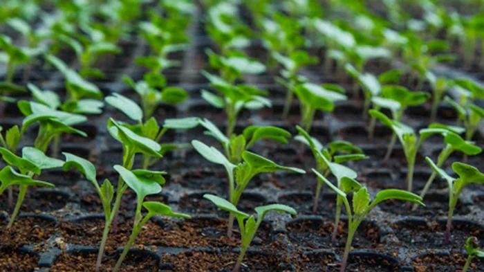 Когда сеять капусту на рассаду 2026 года: самые благоприятные дни