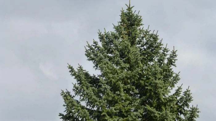 6 быстрорастущих деревьев, которые ни в коем случае не стоит сажать в своем дворе