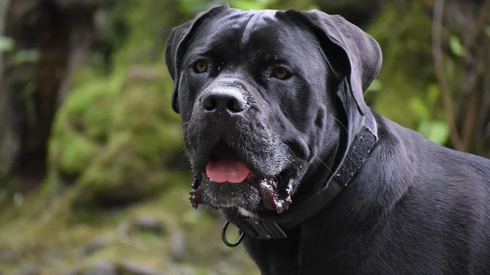 Кинолог назвал 3 породы собак, которых никогда бы не завел: в чем причина