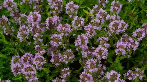 8 растений, которые заменят мульчу: как остановить сорняки и сохр...