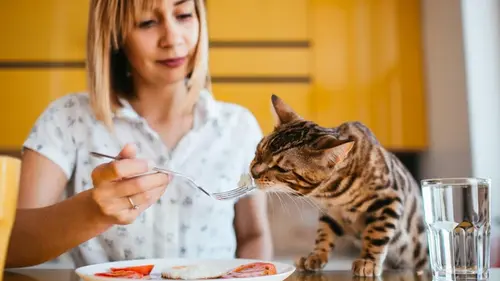 Какой вкус не различают кошки: ответ вас точно удивит