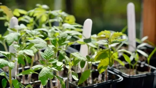 Чем подкормить рассаду помидоров как только появится первый листо...