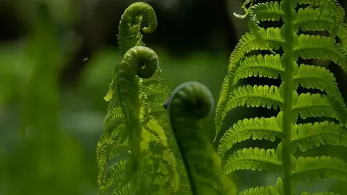 Секрет пышных папоротников: что обязательно сделать в марте, чтоб...