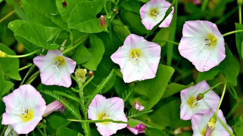 Вьюнок полевой не пройдет: эффективные способы и гербициды для ва...