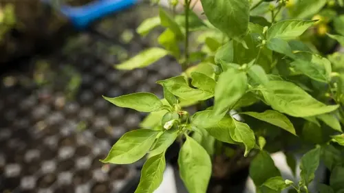 Как закалить рассаду перца перед посадкой в открытую почву: эту в...