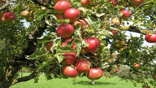 Обрезка плодовых деревьев весной: лучшие советы