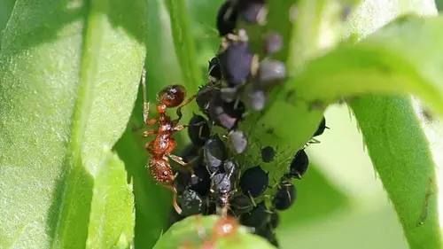 Лучше чернобривцев: посадите такие растения — муравьи и тля исчез...