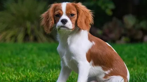 Прогулка может обернуться для собаки болезненной болезнью кожи: о...