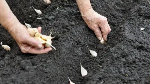 Когда сажать яровой чеснок: почему нужно спешить