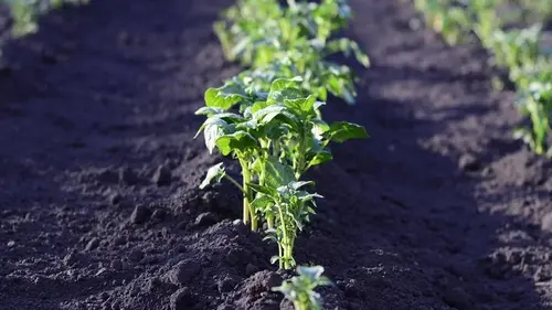 Какие сорта картофеля считаются самыми худшими: они невкусные, во...