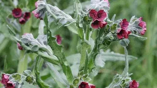 Его боятся кроты и мыши: посадите это растение на огороде — и нав...