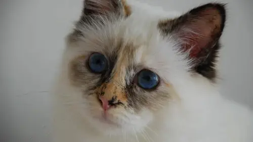 7 самых преданных пород кошек, которые никогда не оставят вас в о...