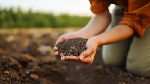 Лучше, чем навоз: разбросайте это в конце марта — и уже в апреле ...