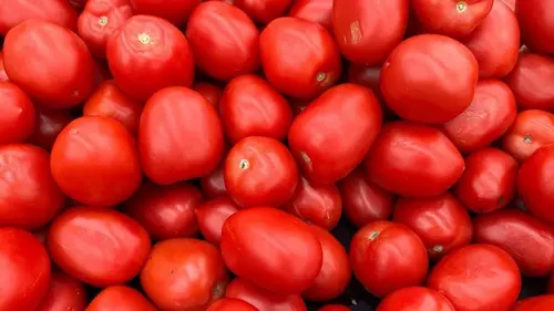 Урожай удивит: как часто и правильно поливать помидоры