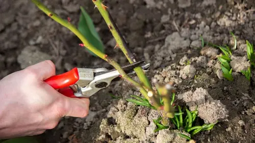 Весенняя обрезка розы стимулирует цветение: летом распустятся как...