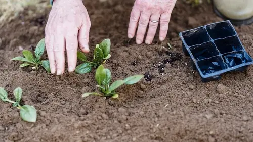 Не упустите момент: эти культуры можно сажать на огороде до Благо...